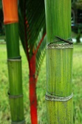 Bamboo Trunk